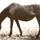 1937 racehorse deaths