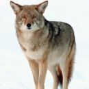 Coyote