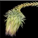 Taxa named by Gregory John Keighery