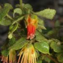 Taxa named by Carl Hansen Ostenfeld