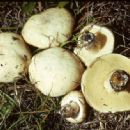 Fungi described in 1984