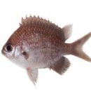 Taxa named by Bart Shepherd