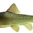 Taxa named by Arash Jouladeh-Roudbar