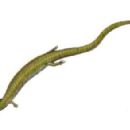 Paleontology in Japan