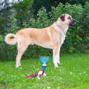 Kangal Shepherd Dog
