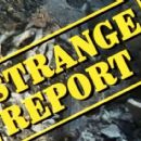 Strange Report