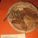 Taxa named by George Bentham