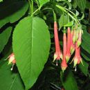 Taxa named by Alphonse Pyramus de Candolle