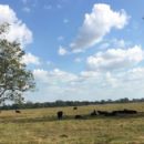 Cattle urine patches