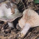Fungi described in 1940