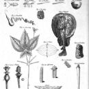 Natural history