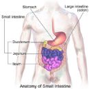 Small intestine