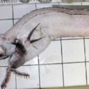Taxa named by Bennie A. Rohr