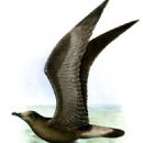 Taxa by Irish author