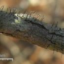 Taxa named by Antonín Vězda