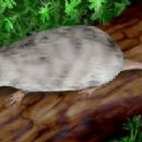 Taxa named by Adrian P. Hunt
