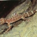 Taxa named by Christopher J. Schneider (herpetologist)