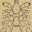 Animals described in 1902