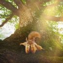 Films shot in Loir-et-Cher