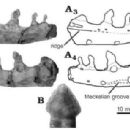 Taxa named by Christian F. Kammerer