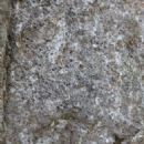 Taxa named by Damien Ertz