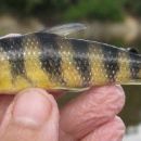 Taxa named by Brian L. Sidlauskas