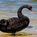 Estuaries of Australia