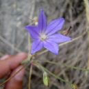 Threatened flora of California
