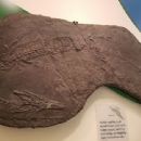 Middle Triassic tetrapods of Europe