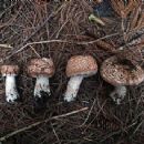 Fungi described in 1925