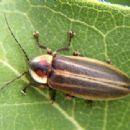 Bioluminescent arthropoda