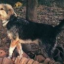 Dog breeds originating in Africa