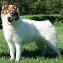 Canadian Eskimo Dog