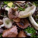 Fungi described in 1931