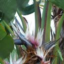 Flora of Botswana