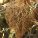 Taxa named by David Leslie Hawksworth