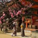 Shinto shrines