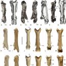 Fossils of Kenya