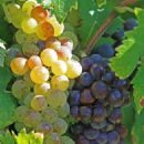 Muscat (grape)