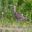 Eurasian curlew