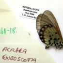 Taxa named by Charles Le Doux