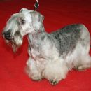 Cesky Terrier