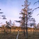 Kinnula