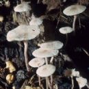 Fungi described in 1928