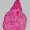 Taxa named by Francesco Saverio Monticelli