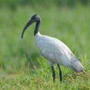Basai Wetland