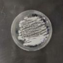 Bacteria described in 1963