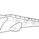 Taxa named by Dominique A. Didier Dagit