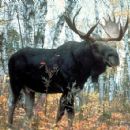 Moose