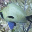 Taxa named by Arturo Acero Pizarro